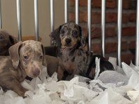 ORJİNAL DACHSHUND YAVRULARIMIZ