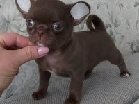 MİNİ ELMA KAFA TEACUP CHİHUAHUA BEBEKLER