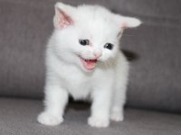 Safkan british shorthair yavru
