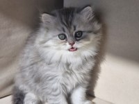 British longhair ve shorthair