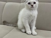 Aşılı Safkan Scottish Fold