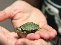 Sevimli Su Kaplumbağa Yavrularımız