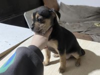 Acil yuva aranıyor minyatür pinscher şivava