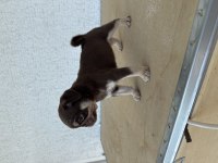 Choco tan pug mops