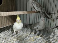 45 günlük yavru sultan papağanı