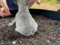 EGZOTİC BLUE KALİTELİ FRENCH BULLDOG BEBEKLER