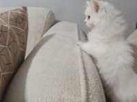 British longhair bebek