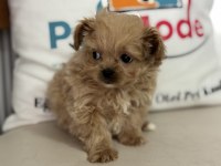 Wc eğitimli aşılı pasaportlu maltipoo yavrularımız