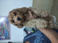 Poodle bebişler yeni yuvasını bekliyorlar