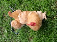 Buff Coco Cüce Cochin tavuk kuluçkalık yumurta ve civciv