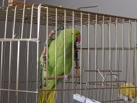 Pakistan papağanı erkek kayseri