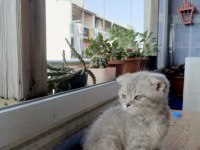 Anne altından yavru kediler
