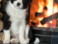 Border Collie Yavruları Aşıları tam