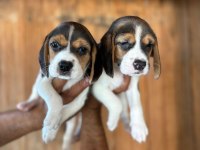 Muhteşem beagle bebişler