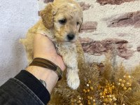 Toy poodle yavrularımız