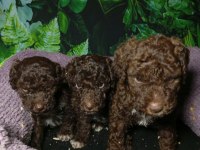 IRK VE SAĞLIK GARANTİ LAGOTTO YAVRULARIMIZ