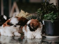 Safkan Harika anne altından shih tzu bebekler