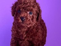 Dark brown teacup yavrular