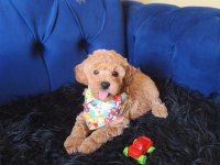 Erkek Toy Poodle Bebeğimiz