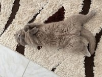 1.5 buçuk yaşında erkek scottish fold