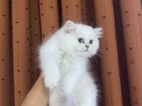 British Longhair Silver Point Erkek