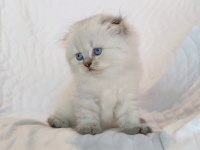 Dünyalar güzeli minik scottish fold kızımız