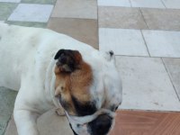 Dişi bulldog 2 yaşında ulaşın bana çok akıllı