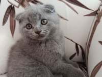 British shorthair kül rengi yavrumuz