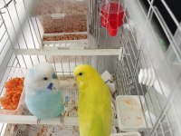 CiNS ÇiFT YAVRULU YUMURTALI MUHABBET KUŞU TAKIMI