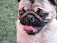 Orjinal pug