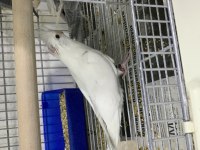 Albino (beyaz) sultan papağanı yavru