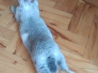 Tavşanım kişiyi acil sahiplendiriyorum