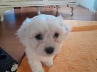 Orijinal Malta Maltese terrier yavrular