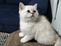 BRI NY25 , BRI NS1133 DİŞİ VE ERKEK YAVRU KEDİLERİM
