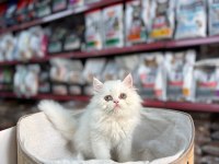 IRK VE SAĞLIK GARANTİLİ İRAN PERSİAN KEDİMİZ
