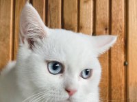 Anne altından safkan sağlıklı british shorthair
