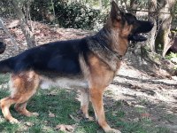 Alman Kurdu Gary torunu Nero Oğlu Manitu Von Ivelinhof