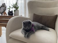 Scottish fold kısırlaştırılmış dişi