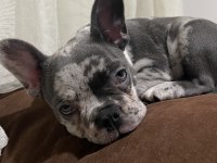 BAŞINIZIN TATLI BELASI KÖPEĞİMİZ YENİ AİLESİNİ ARIYOR