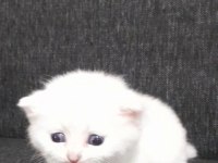 1 aylık pamuk british shorthair
