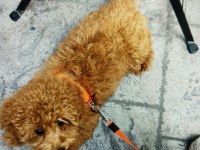 Acil Toy Poodle