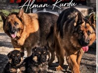 Safkan Şecereli Alman Kurdu Yavrular