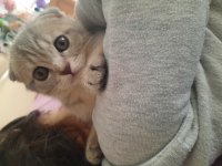 Bursa yavru british shorthair