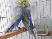 Rainbow çift genç muhabbet kuşlar