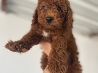 Toy poodle bebekleri