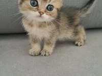 British Shorthair Erkek