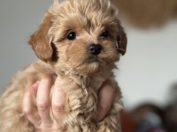 Kore maltipoo teacup bebeğim