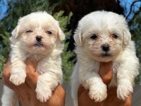 Maltese Terrier yavruları