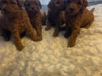 Toy poodle teacup baby yavrular