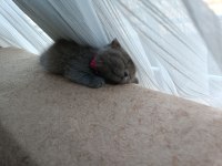 2 aylık dişi british shorthair